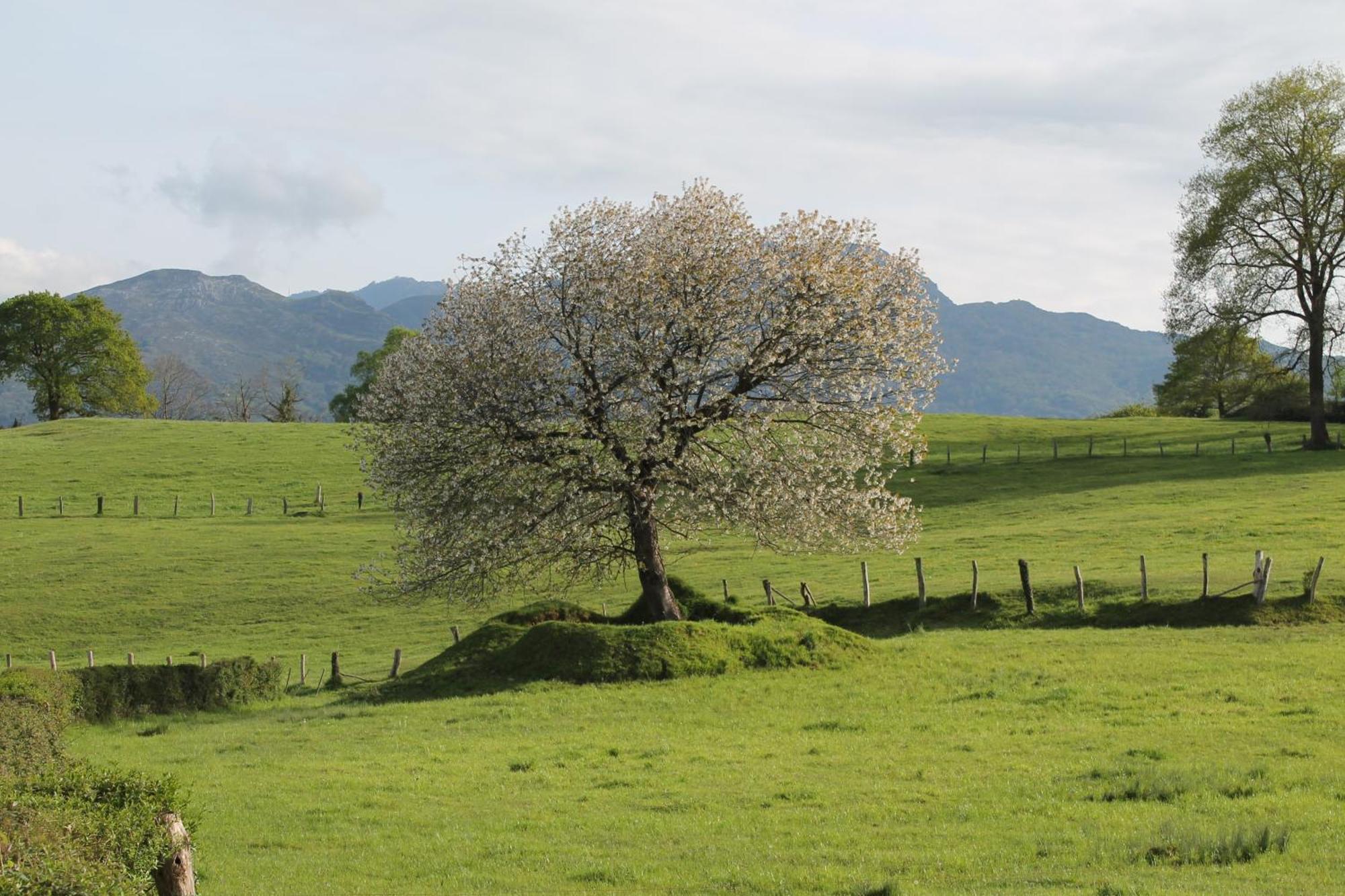 הוילה Casa De Aldea Monga 9 En Nava, Asturias מראה חיצוני תמונה